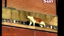Parkour Cat _ Funny Videos _ Funny Cats _ Cool Cute Funny Videos _ FUNNY ANIMALS?syndication=228326