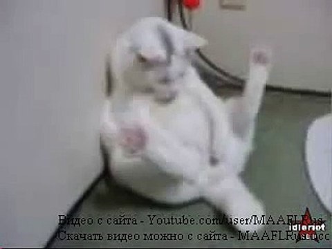 Cat Кошки 0001 Кот др р мега прикол