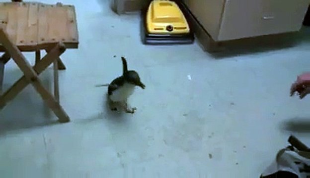 pinguoin chatouilles