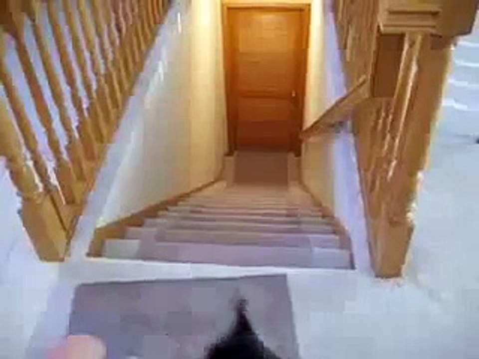 chien escaliers fail