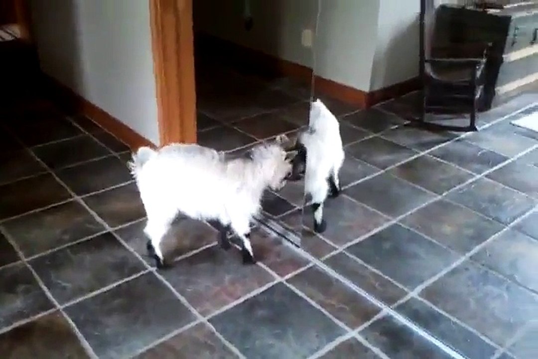 chevreau vs miroir