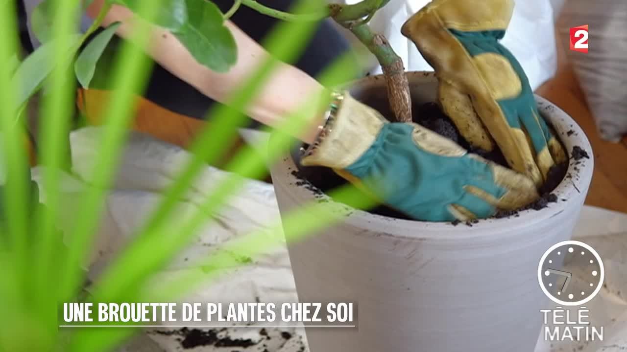 Jardin - Brouette de plantes chez soi