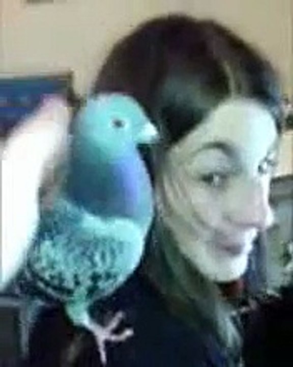Pigeon oiseau a la grise robe...