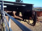 Horse and Rider Fear - Good Horsemanship- Helping a Horse that is Kept Alone- Rick Gore Horsemanship