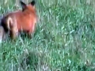 Red Fox finds lunch
