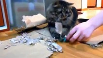 Funny Videos Funny Cats Funny Pranks Funny Animals Videos Funny Dogs 2015