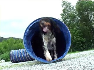 Fuglehund trening i sommerhalvåret