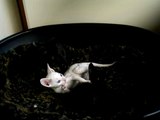 Cornish Rex kitten