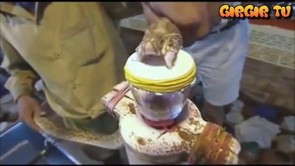 Yılan Zehrinin İnsan Kanı Üzerindeki Etkisi.....