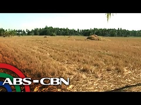 How summer heat is affecting Philippine farmlands?