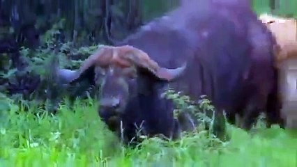 Lion eating Buffalo alive