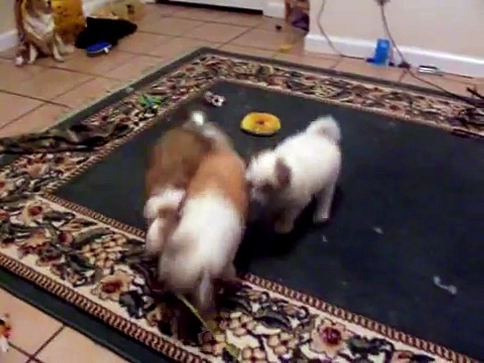 fishing for puppies