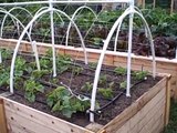 Growing melons vertically on a trellis the Square foot gardening way