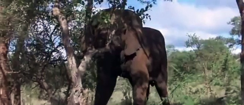 пьяные животные