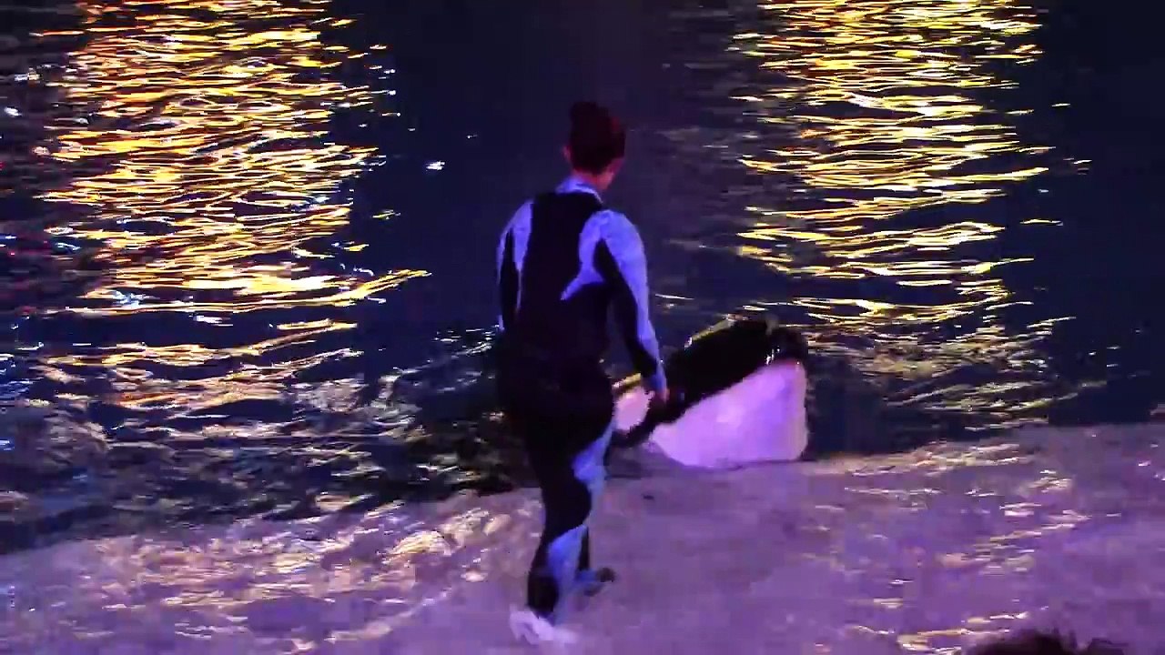 Shamu Christmas Miracles SeaWorld San Diego 12-23-14