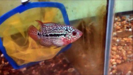 ~ KML - 9 9 ~ (13 SEP 2014)