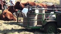 MON BEAU CANTAL 39  BURON DANS LE CANTAL FABRICATION DU  FROMAGE