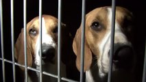 Liberazione di 36 cani dall'allevamento Harlan Interfauna Spagna A.L.F.