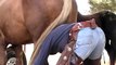 Buying a horse - Things to look for - How to buy a horse - Rick Gore Horsemanship