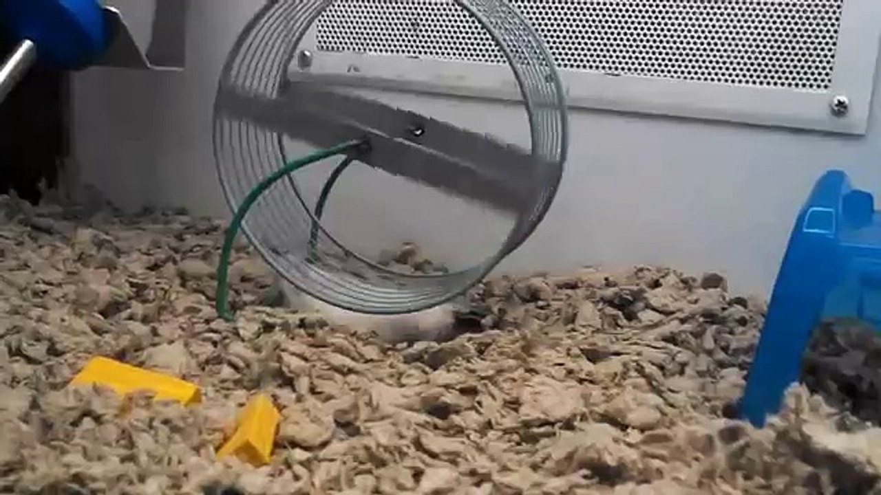 upside-down running hamster