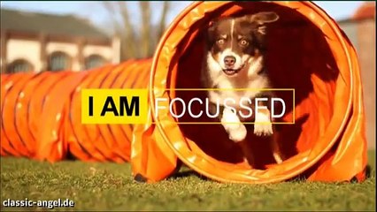 I am Australian Shepherd