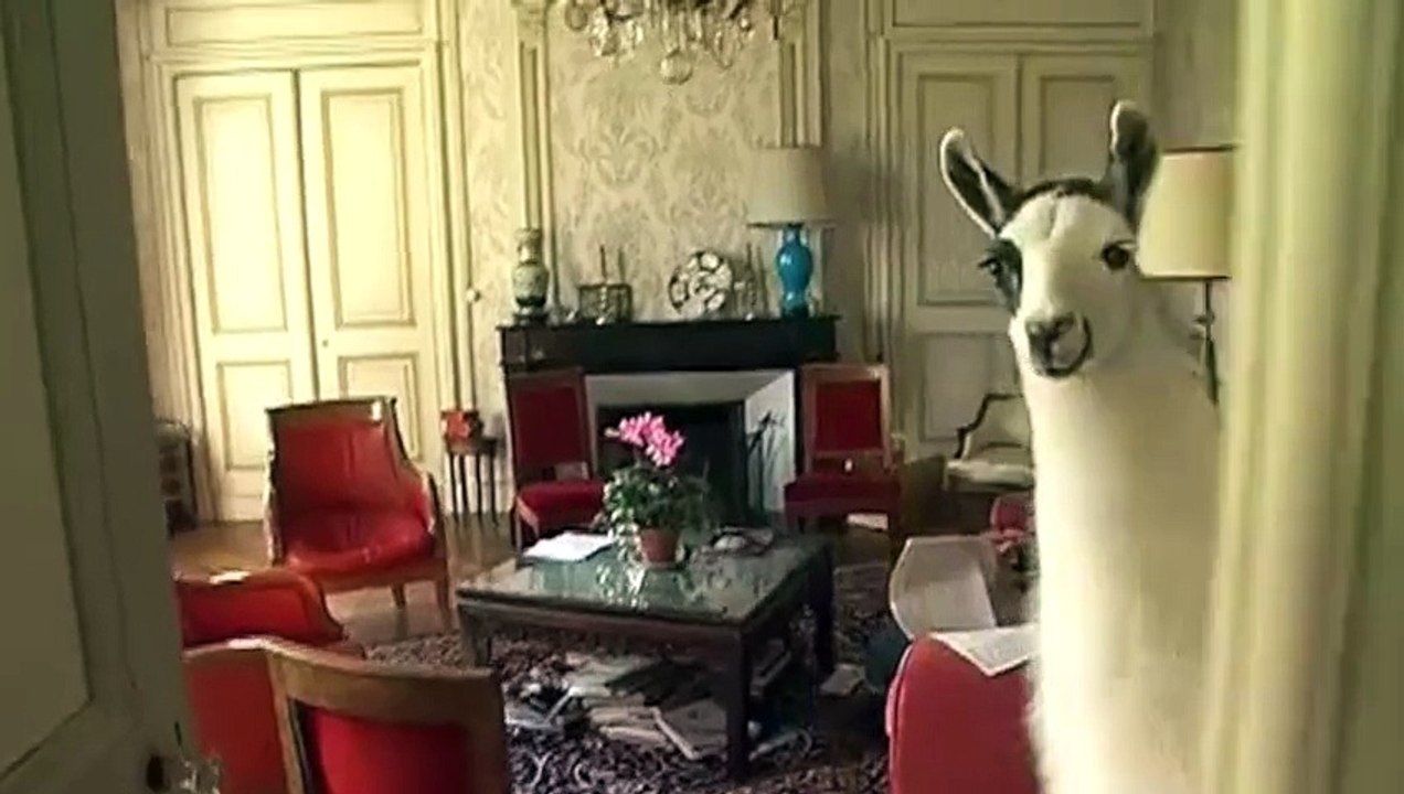 Un lama pour animal de compagnie ? Et pourquoi pas !