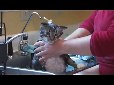 Cat Care & Sick Cats : Get Rid of Fleas on Cats