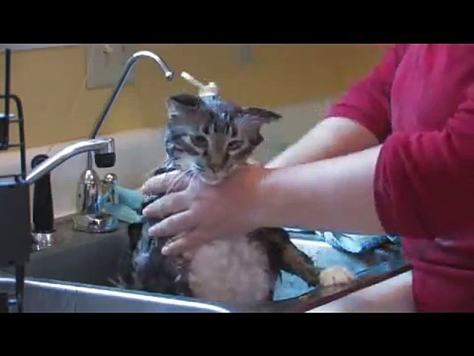 Cat Care & Sick Cats : Get Rid of Fleas on Cats