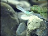 Dragonfly hunting mosquito larvae and fishes (#221)