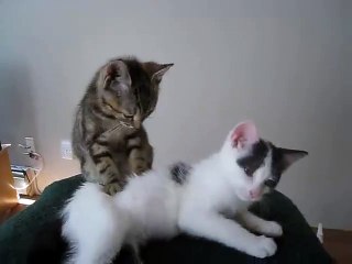 " La séance va commencer. Détendez-vous... " " IL NOUS FAUT CE CHAT " !