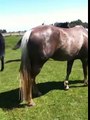 Catching a horse in a herd using pressure and release - Rick Gore Horsemanship