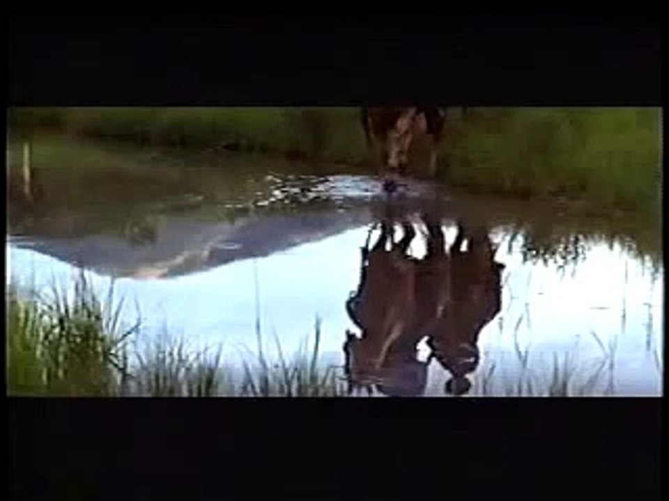 Western Horses - The Horse Whisperer