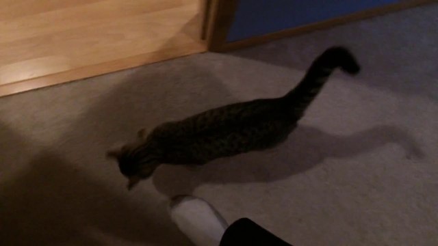 Un chat suit son maître partout... Trop mignon