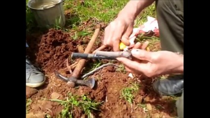 Méthode avancée ; Greffage d'un figuier dans les racines. *