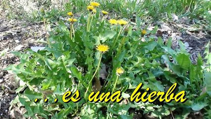 DIENTE DE LEÓN planta I