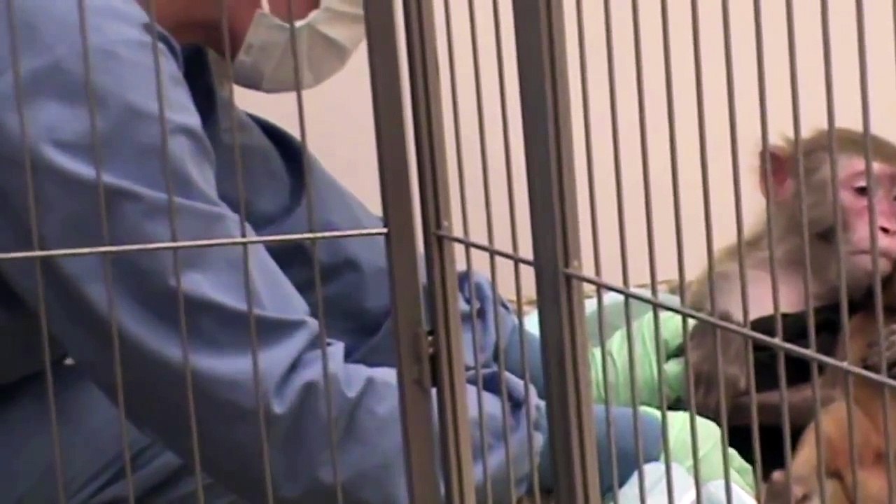 Baby Monkey Experiments Exposed | National Institutes of Health