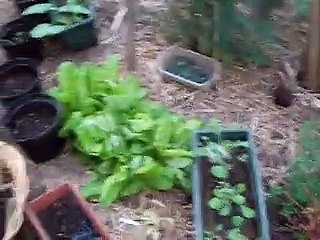 Portée de Frimousse 2015 dans serre 2