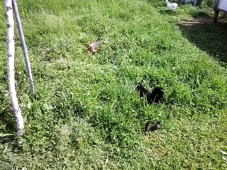 poule Java et poule Hollandskriel avec leurs poussins