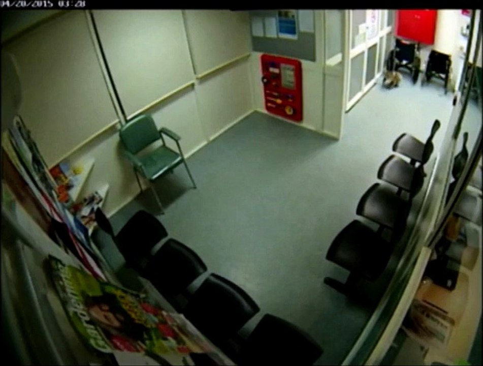 Un koala déambule aux urgences d'un hôpital en Australie