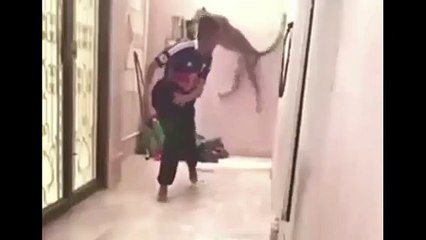 Watch terrifying moment leopard chases man down corridor but how does he escape