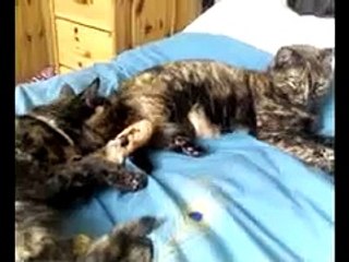 Catfight