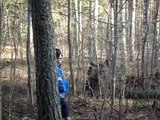 Latvijas dzinēji pa meža cūku / Latvian Hounds hunting Wild Boar