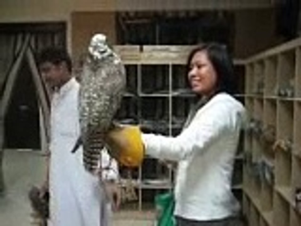 falcon