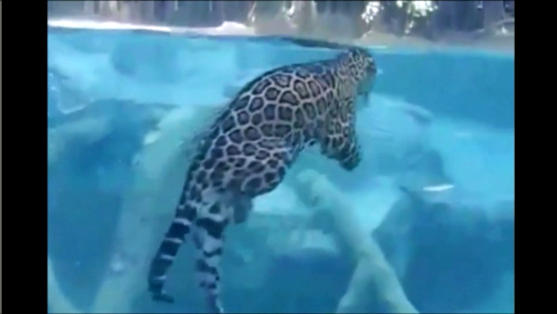 Regardez ce jaguar chasser sous l'eau - Vidéo Dailymotion