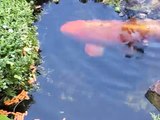 big koi fish in a small pond