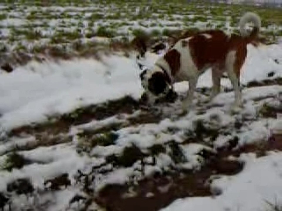 bilbo et la touffe d'herbe