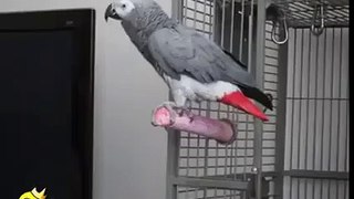 My Name Is Bond, James Bond - Funny Parrot - Funny Videos