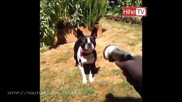 Top Very Funny Pets Animals Vines Compilation 2015