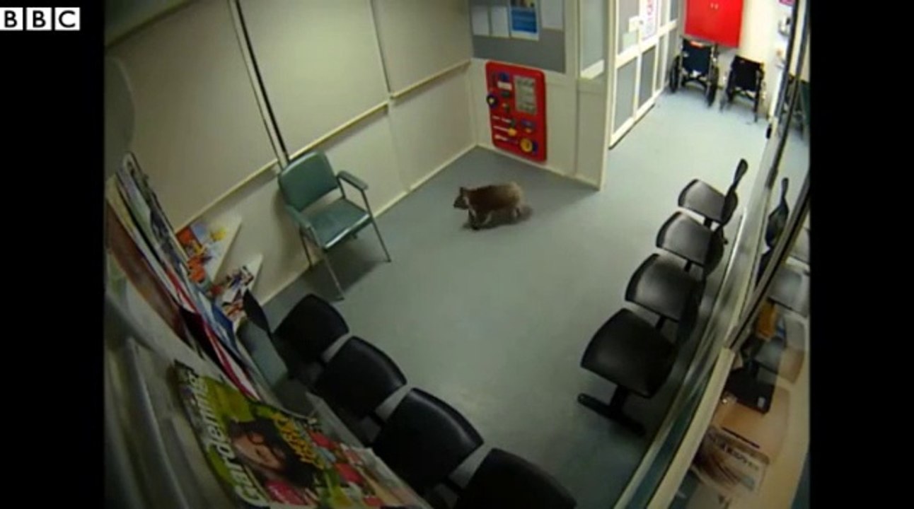 Un koala visite un hôpital australien