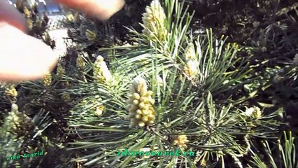 Сосновая пыльца. Сбор и   Применение